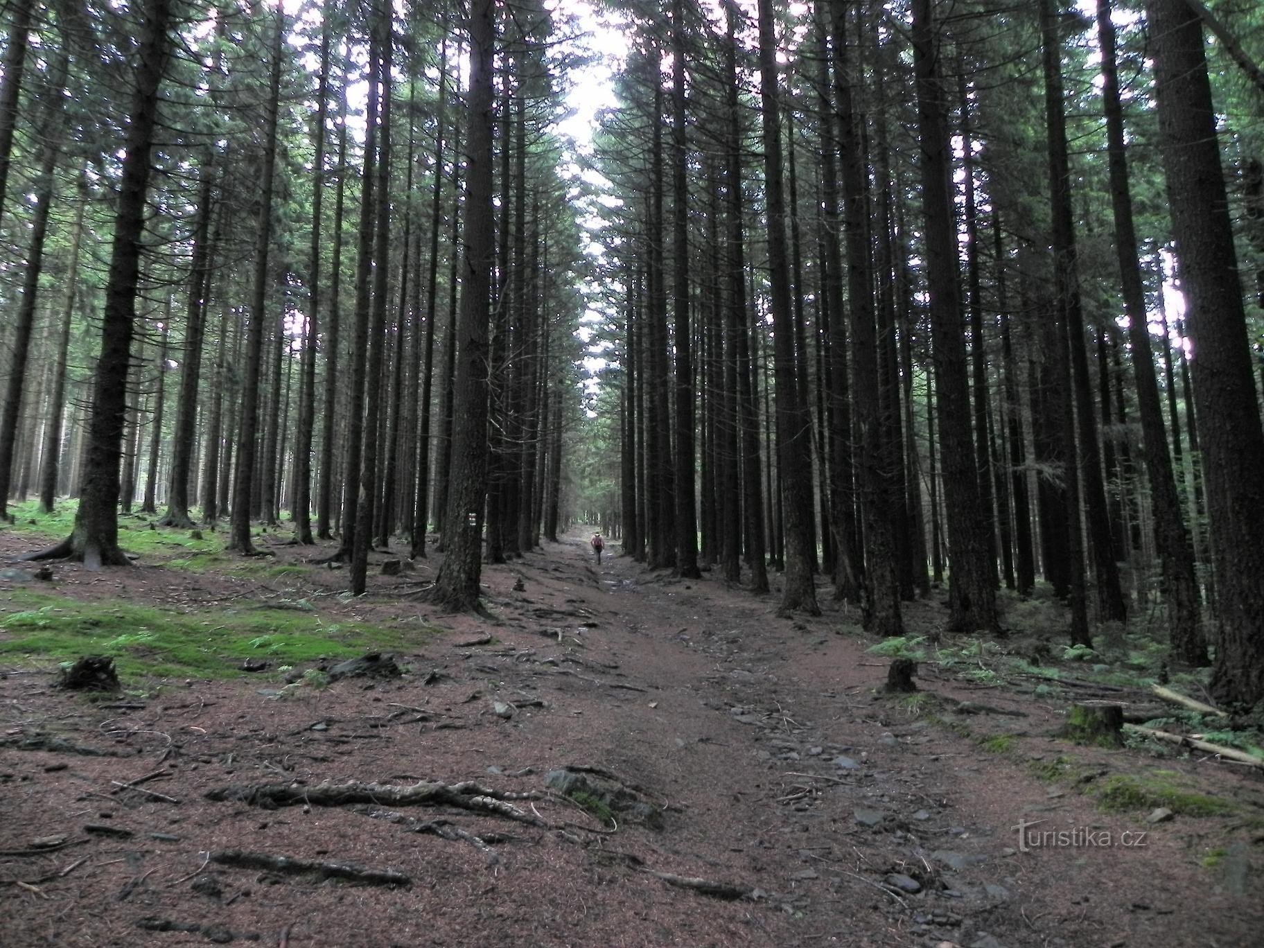 From Špičák to Pancíř