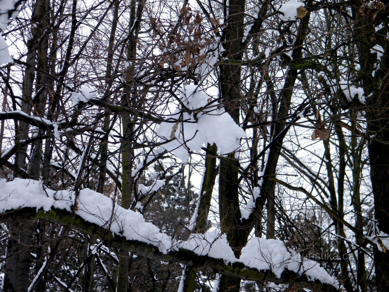 stava cadendo bianco dagli alberi