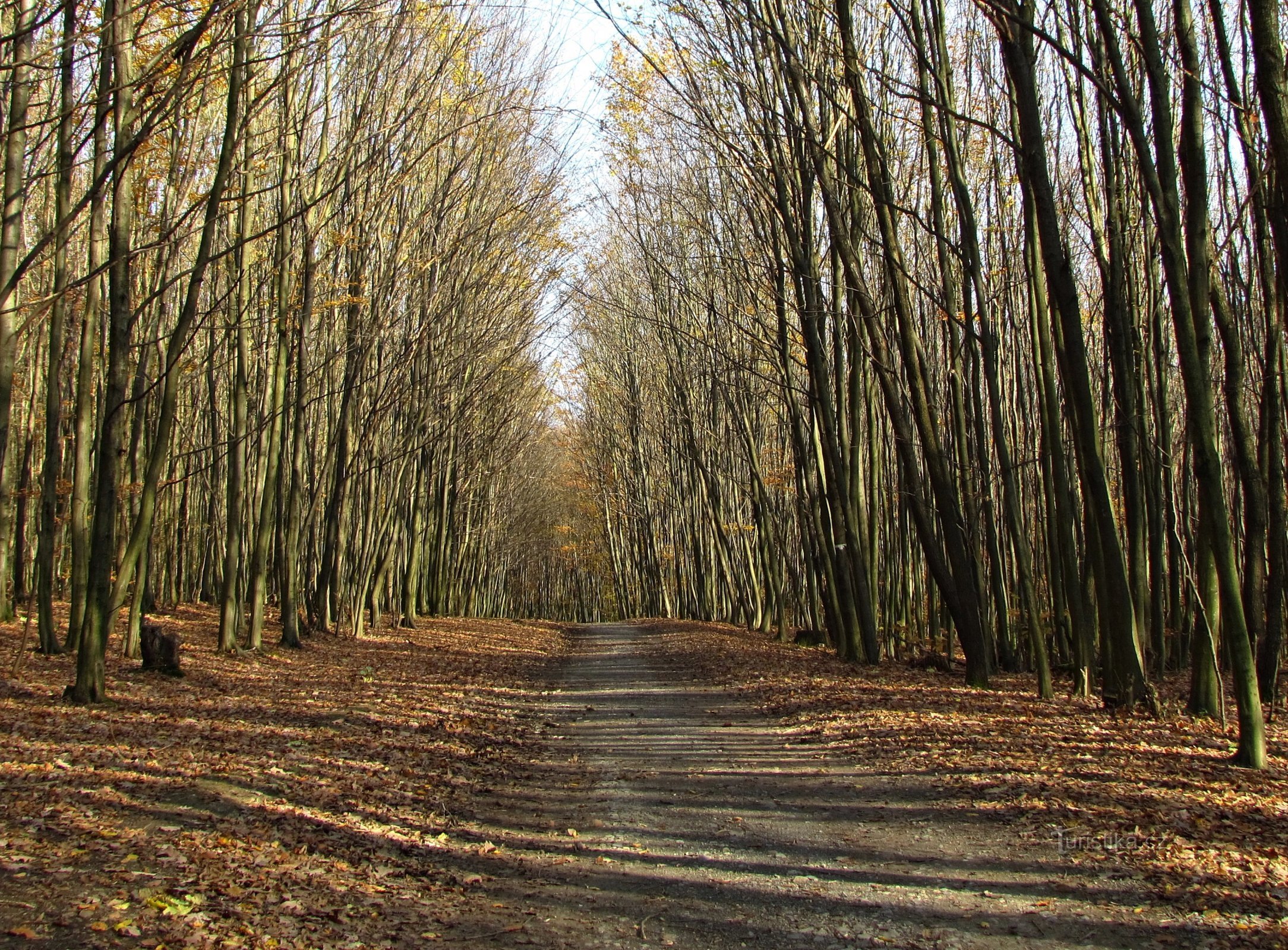 Od Stupave do Kozlov, do gradu Cimburk in do Koryčanov