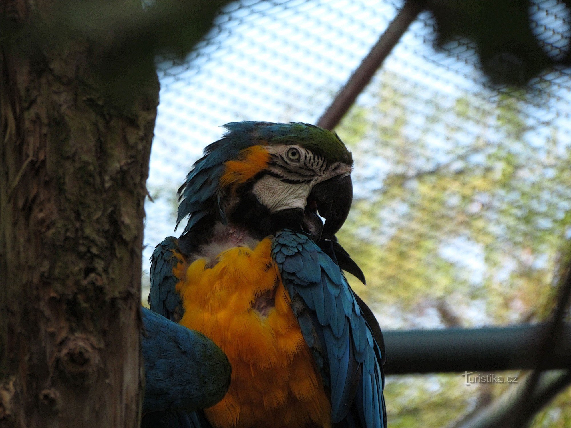 From Zlín to distant Ethiopia... (ZOO Lešná)