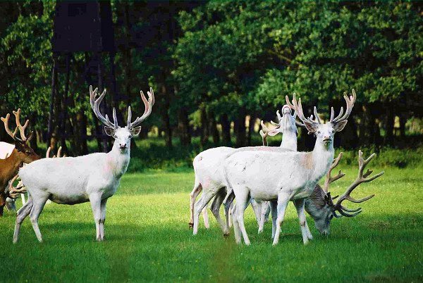 Žehušická obora - valkoisten kuninkaiden alue