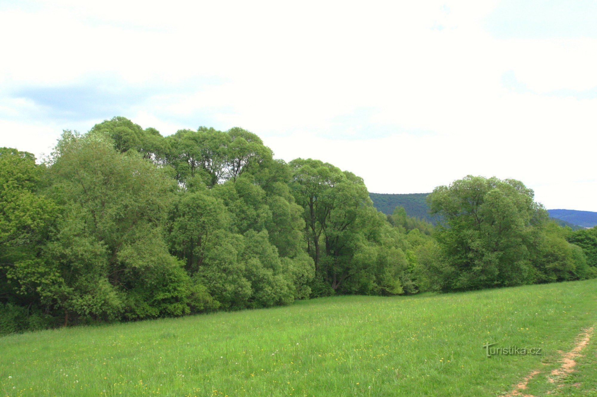 Grönska längs bäcken