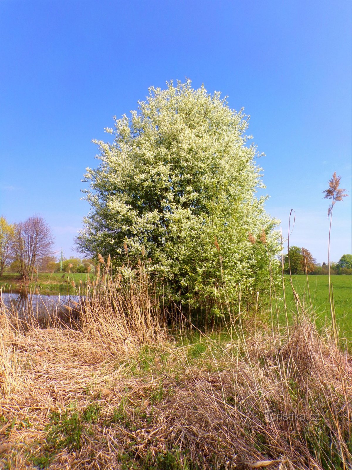 Groen bij Farské jezera (Hradec Králové, 2.5.2022 mei XNUMX)