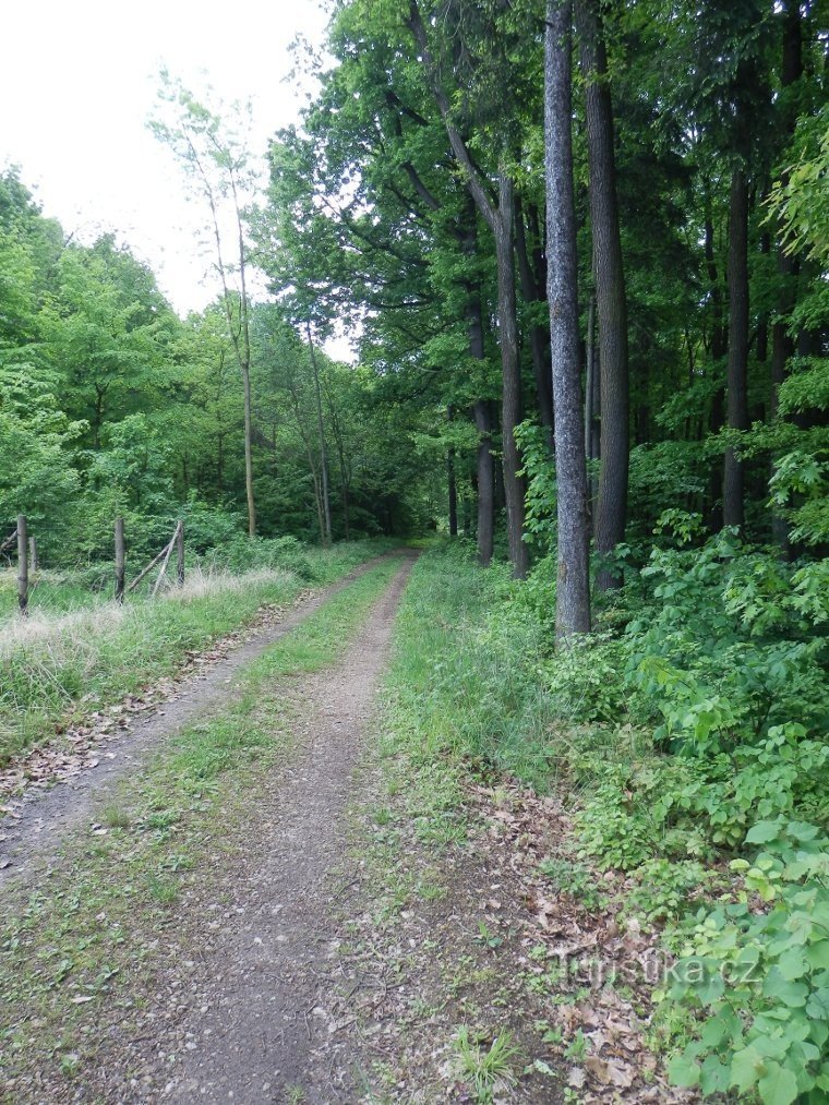 Grün markierter Waldweg am Nordrand des Reservats