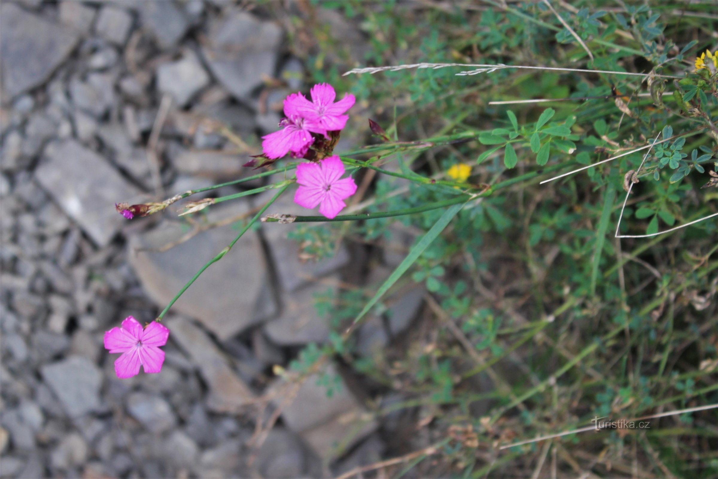 Railway cut - ett naturminne