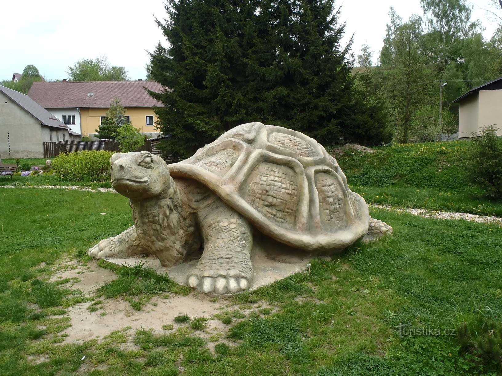 Schildkröte - 5.5.2012