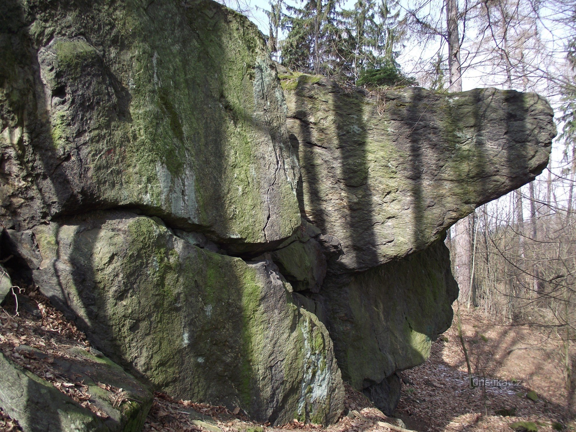 черепаха на ім'я Кокеш