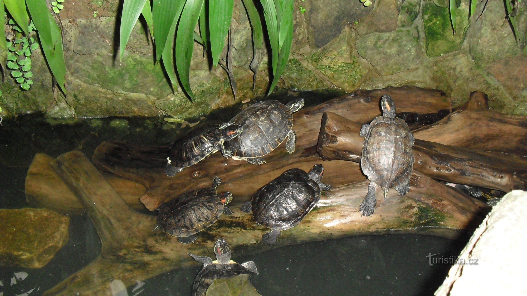 De schildpadden zijn prachtig