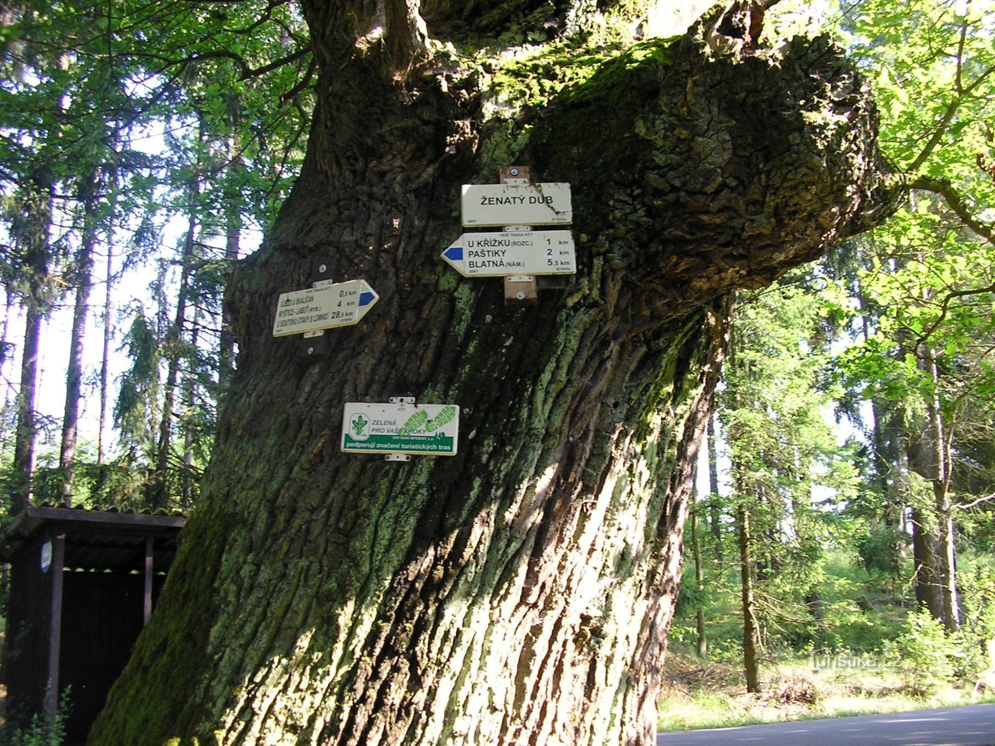 Verheiratete Eiche auf dem Weg nach Chobot