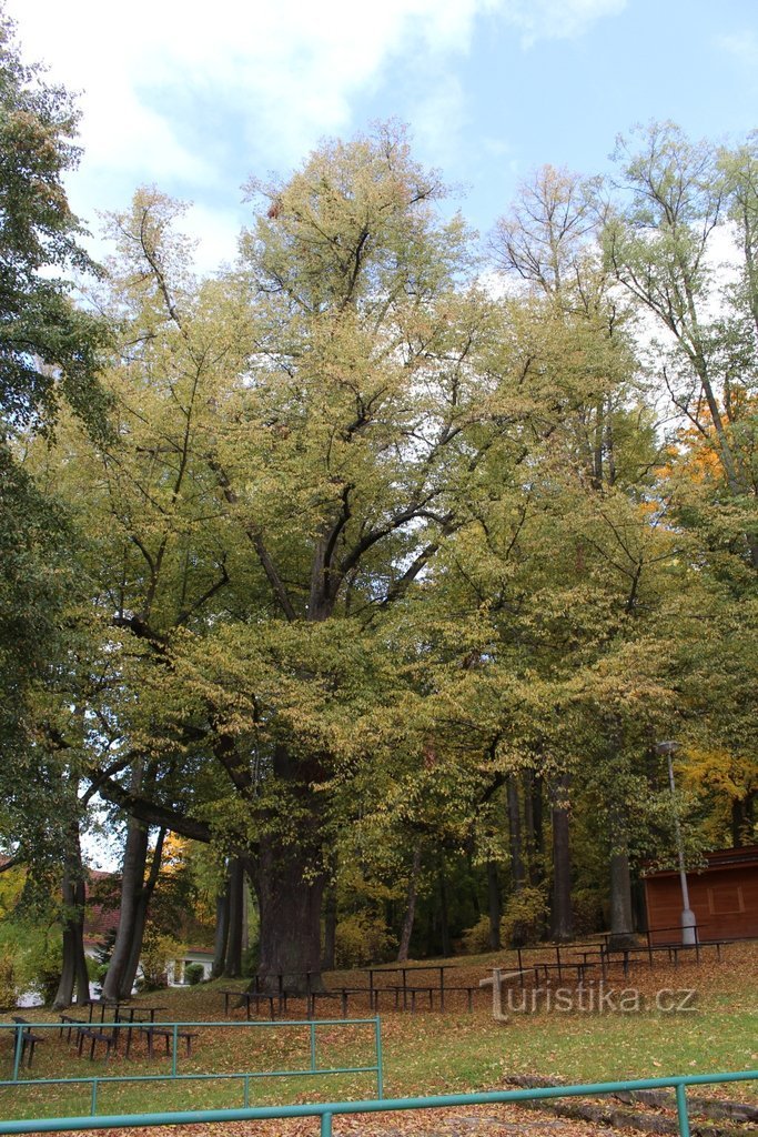 A protected linden tree