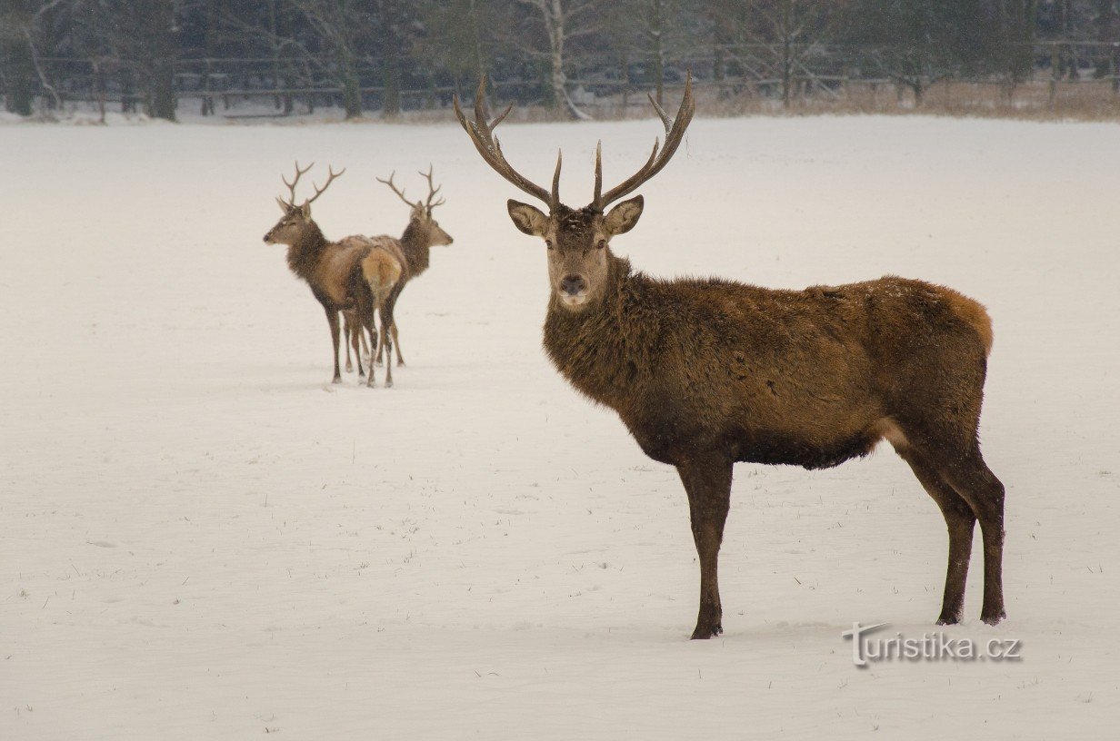 Winter 2014/2015 im Naturschutzgebiet - domestizierter Hirsch Matěj der Jüngere († im Winter 2015)