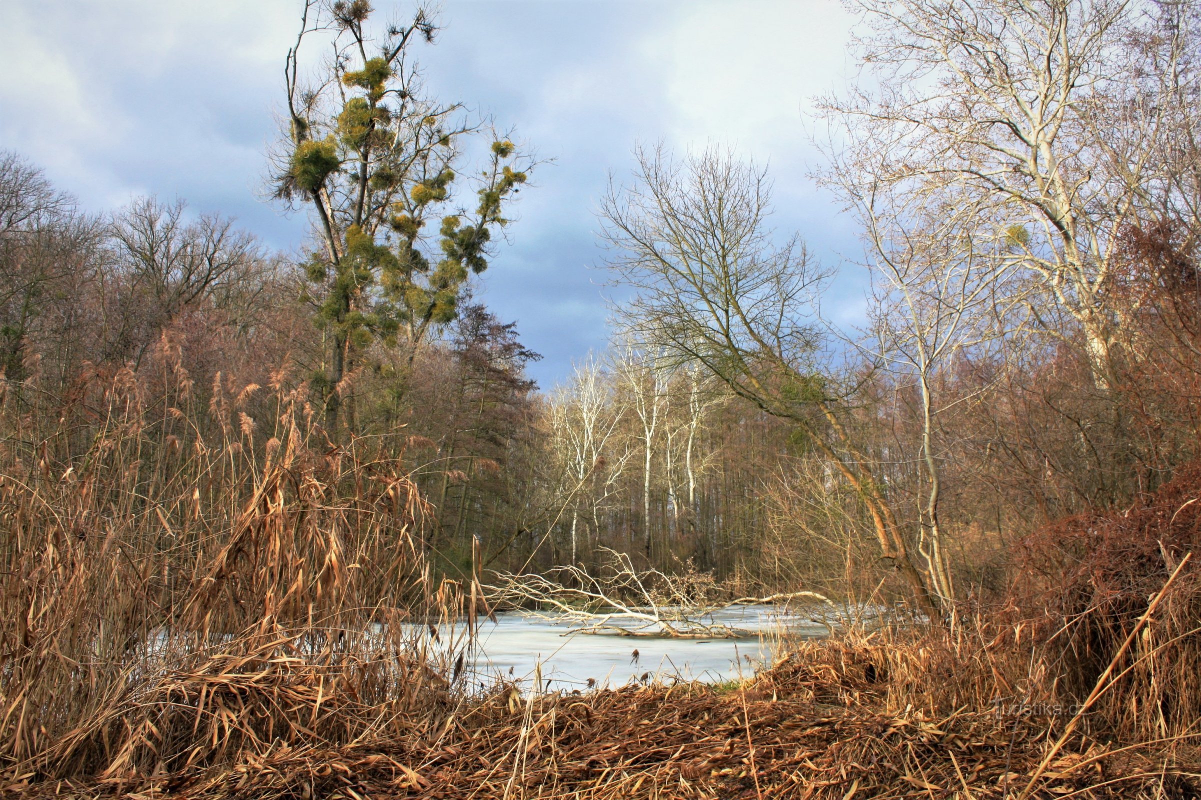 Winter am Unterlauf der Šatava