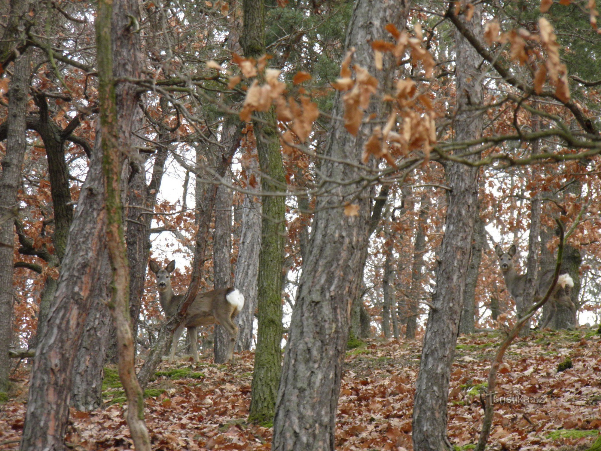 クンラティックの森の冬。