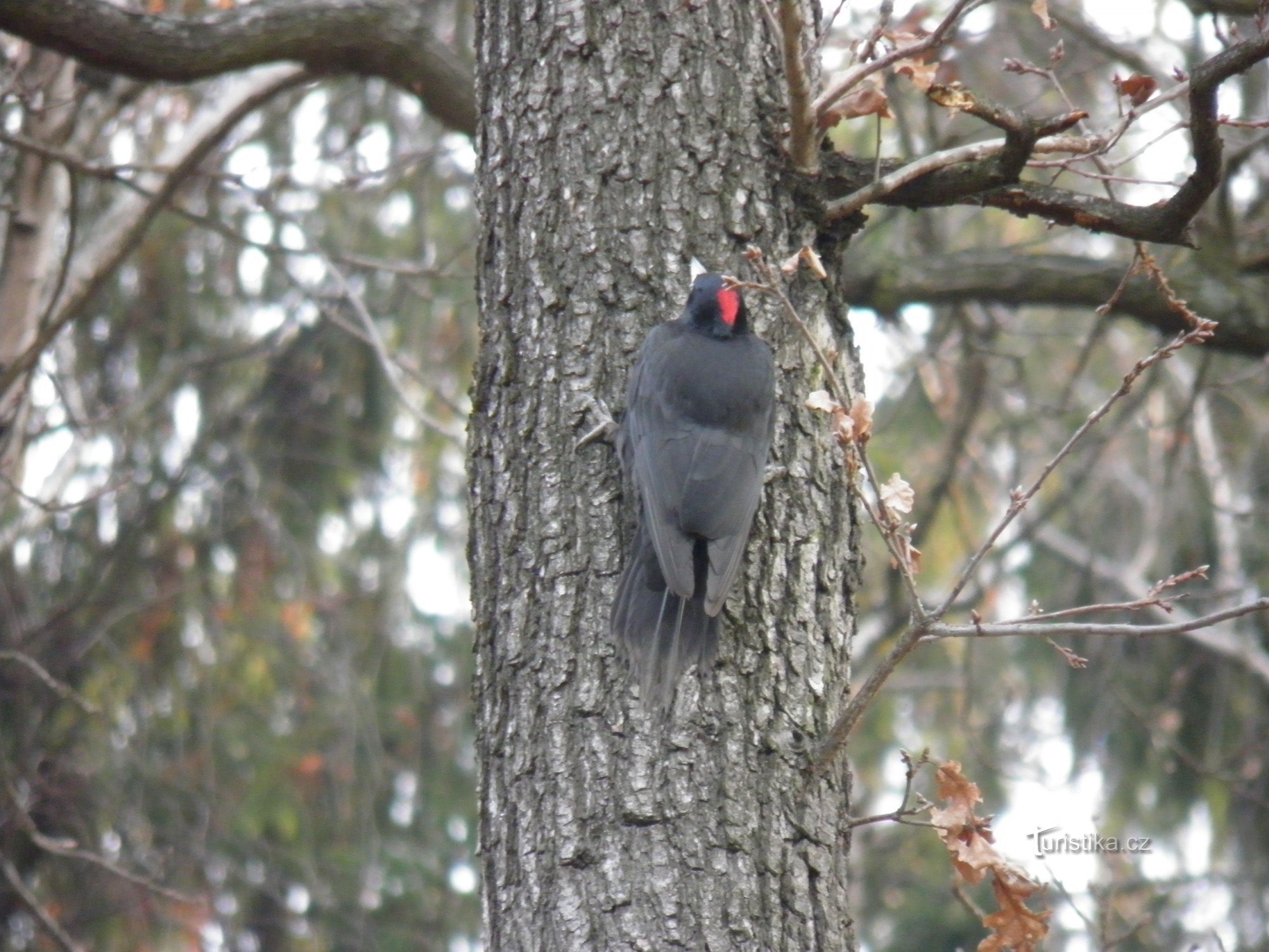 Winter in the Kunratic forest.