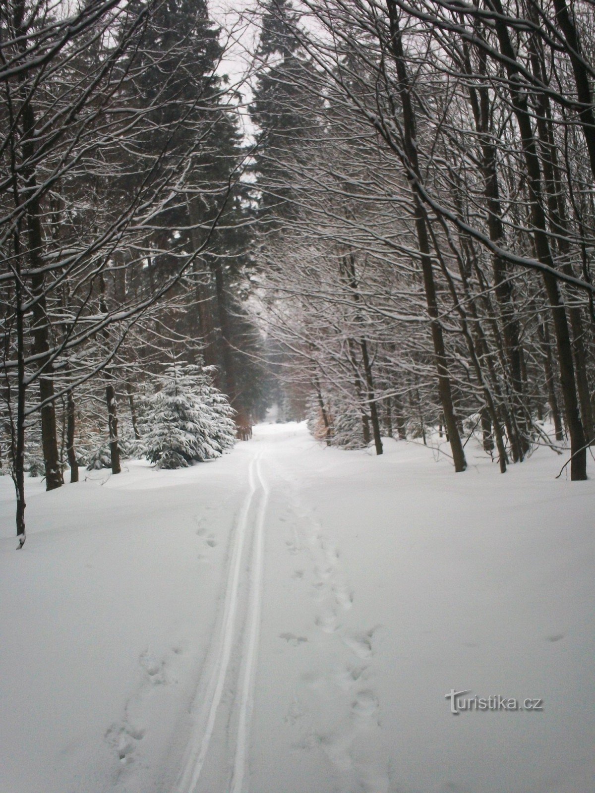 Itinerario invernale verso Křivý javor da nord