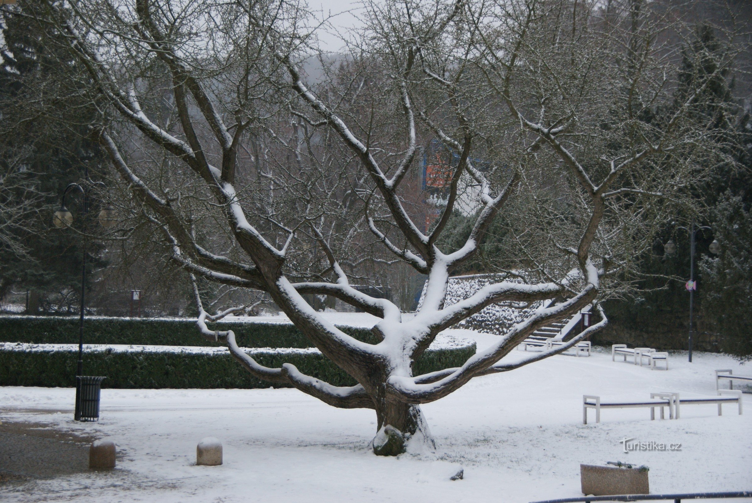 winter gingko