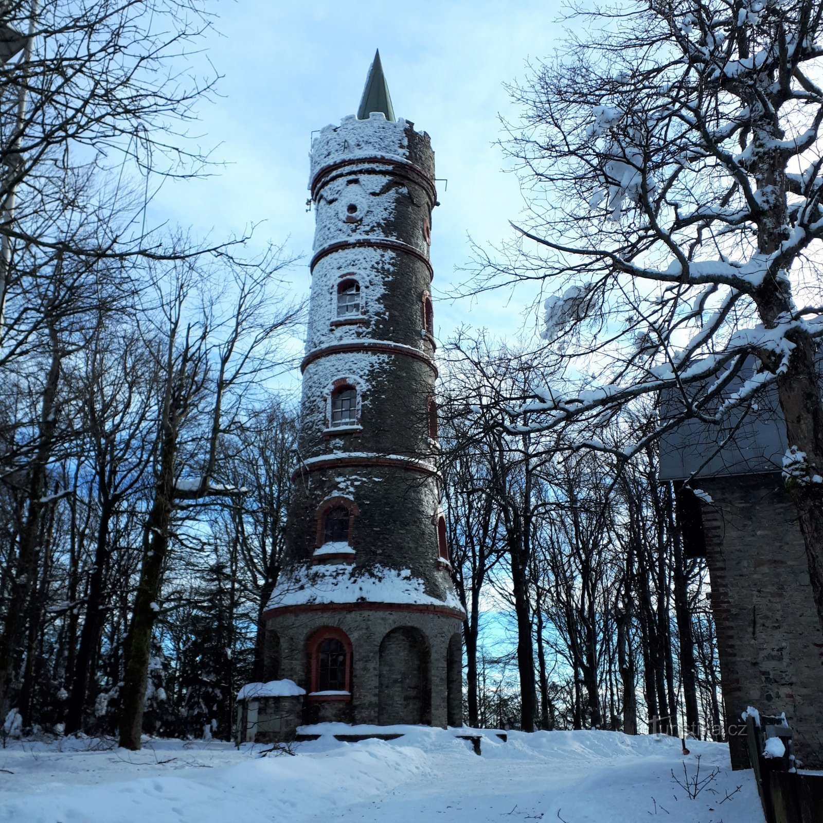 Cèdre d'hiver