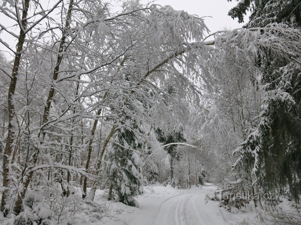 a paisagem de inverno sempre tem seu charme