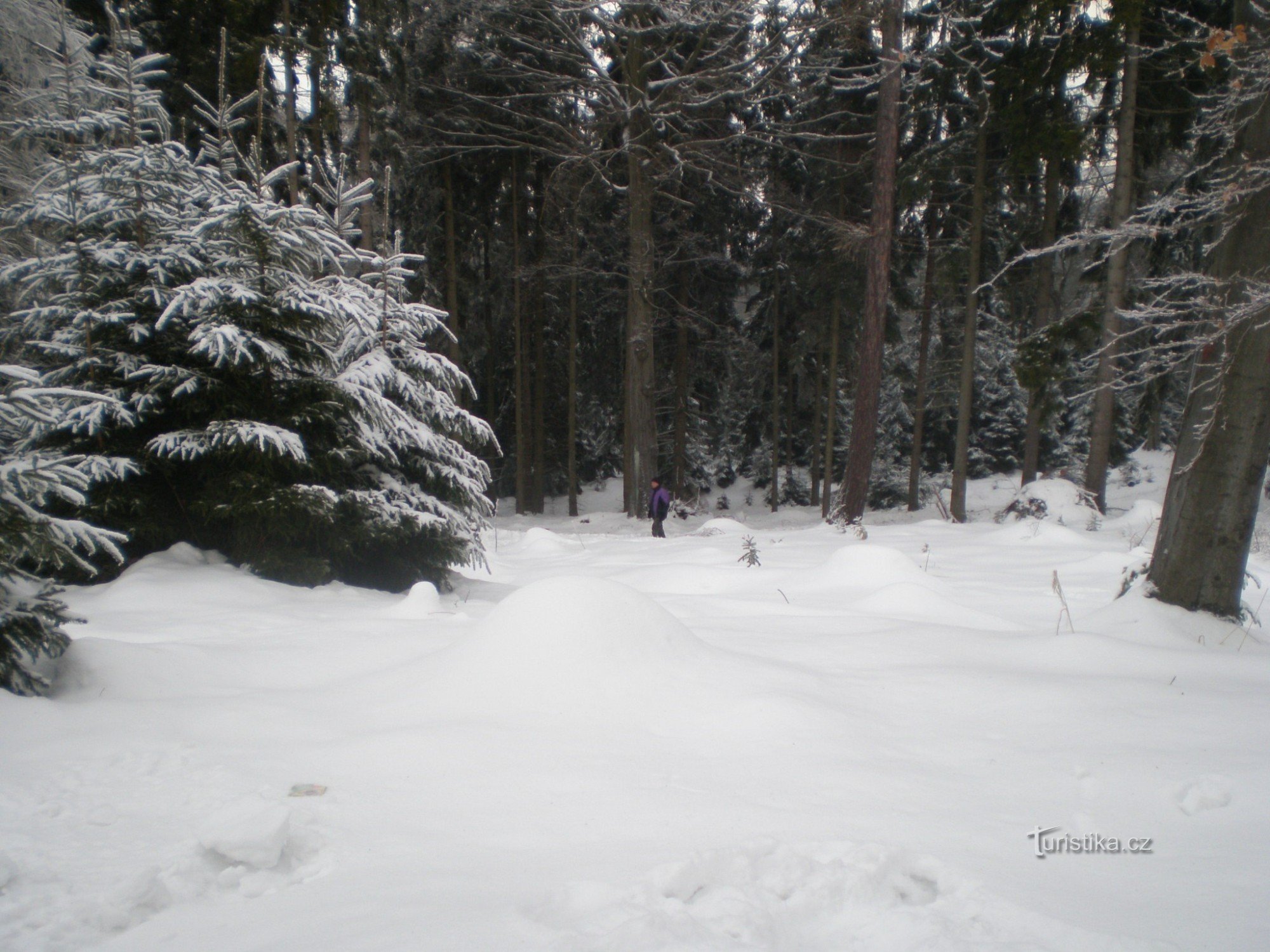 Foresta invernale