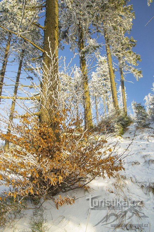 Zimska plešasta gora