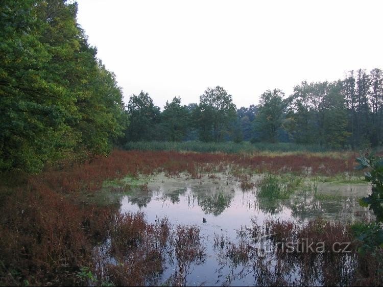 Winter pond