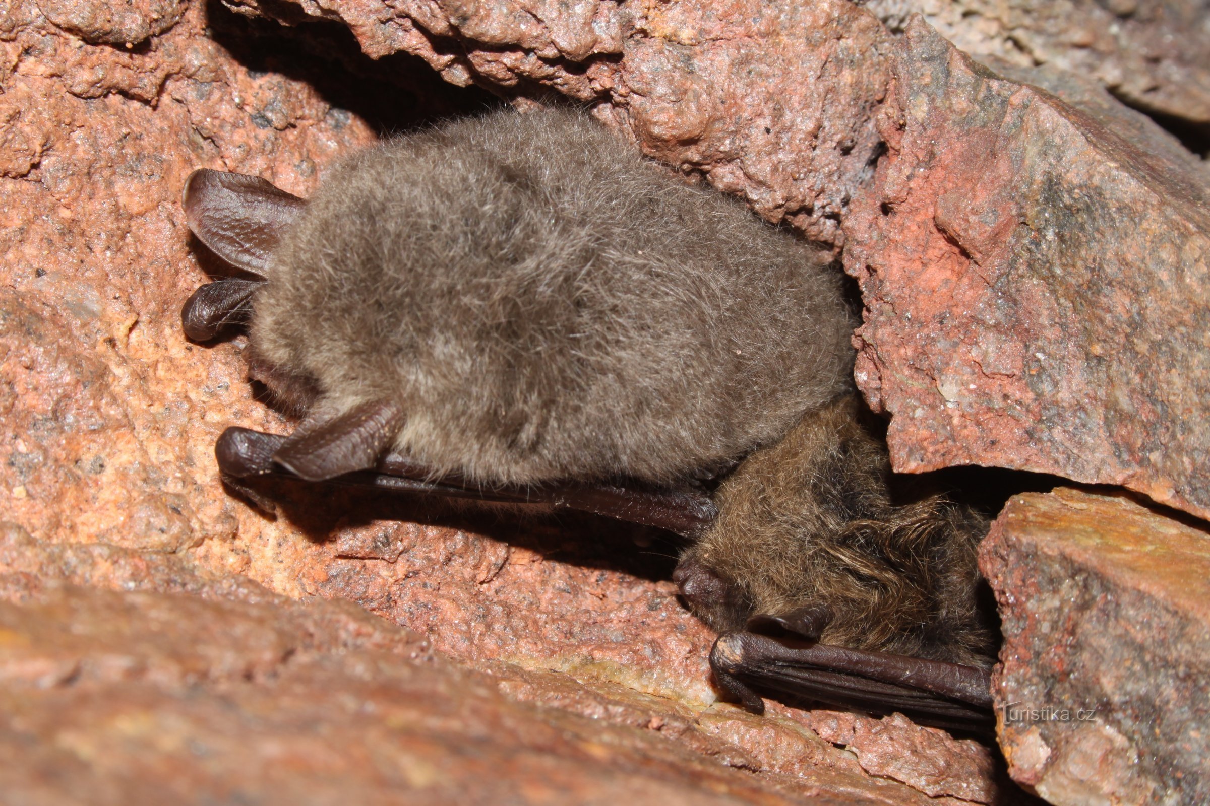 überwinternde Wimperfledermaus und Brandtfledermaus