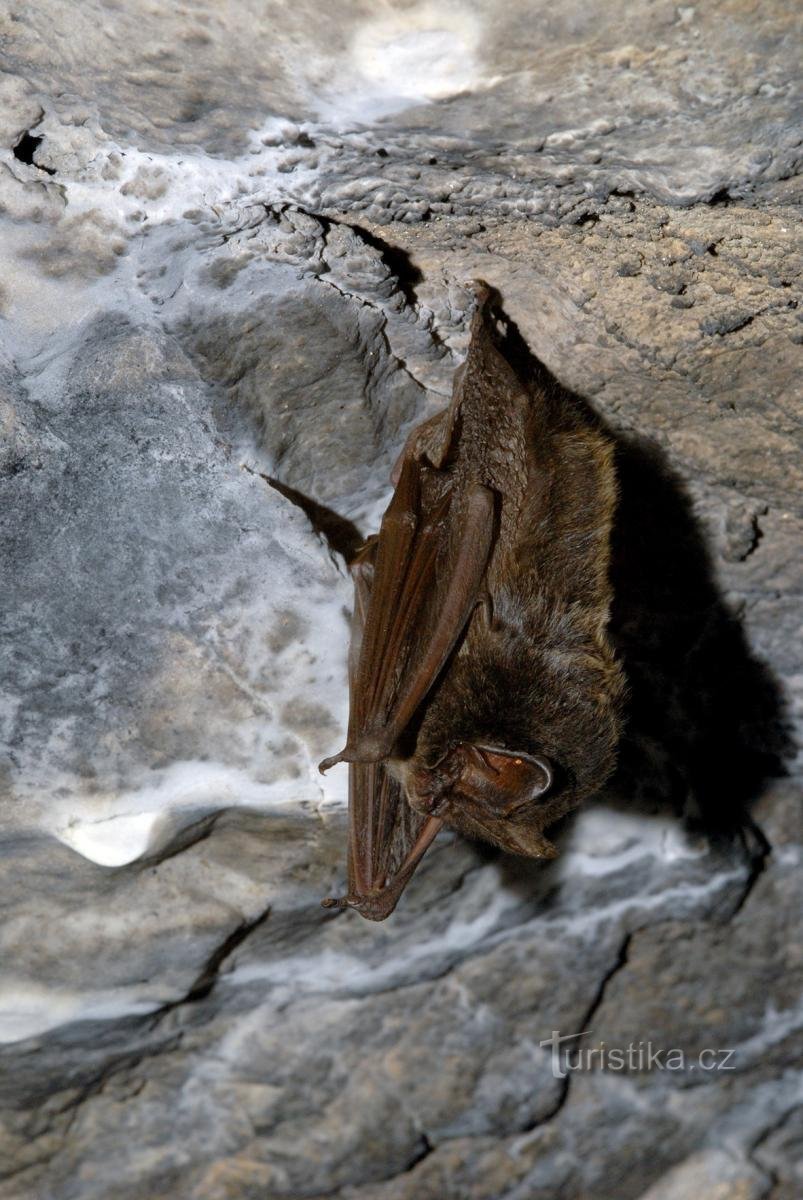 schwarze Fledermaus überwintern