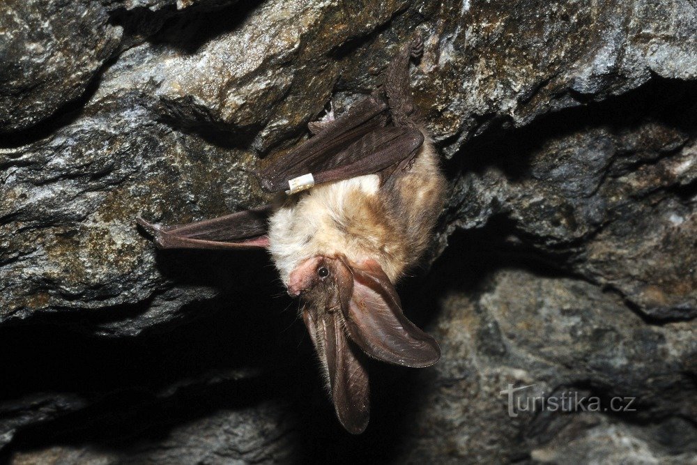 pipistrello dalla coda lunga svernante