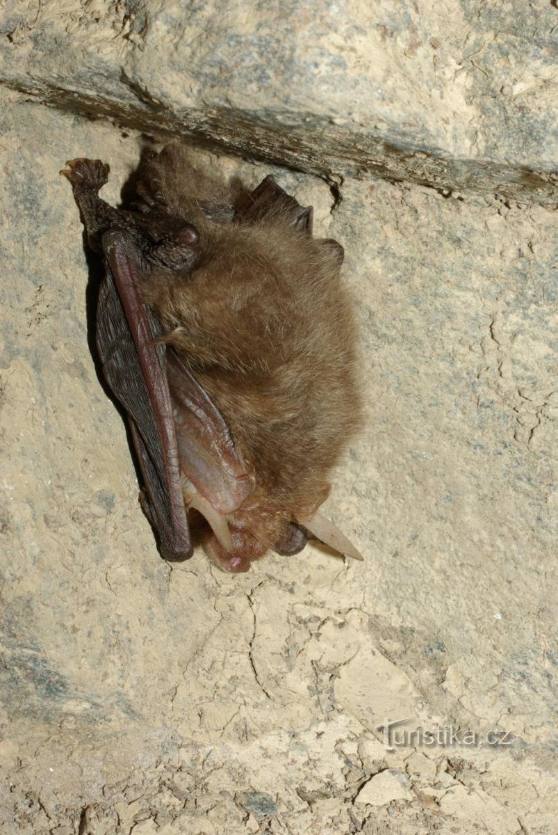 pipistrello dalle orecchie lunghe svernante