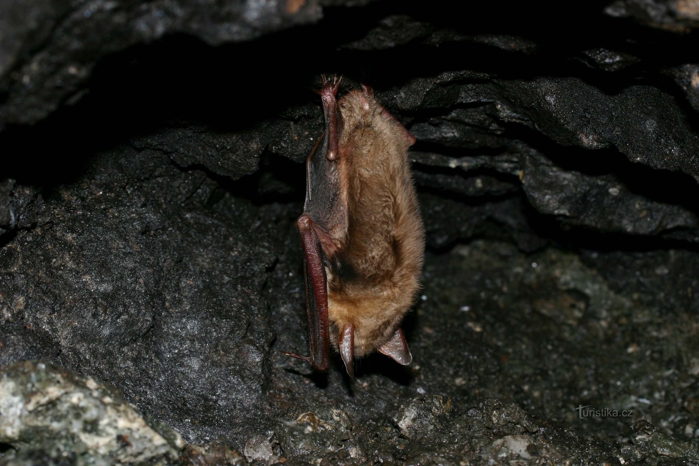 Zimující netopýr velký (Myotis myotis)