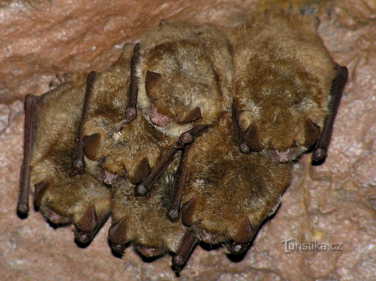 morcegos invernantes em Dobrošov