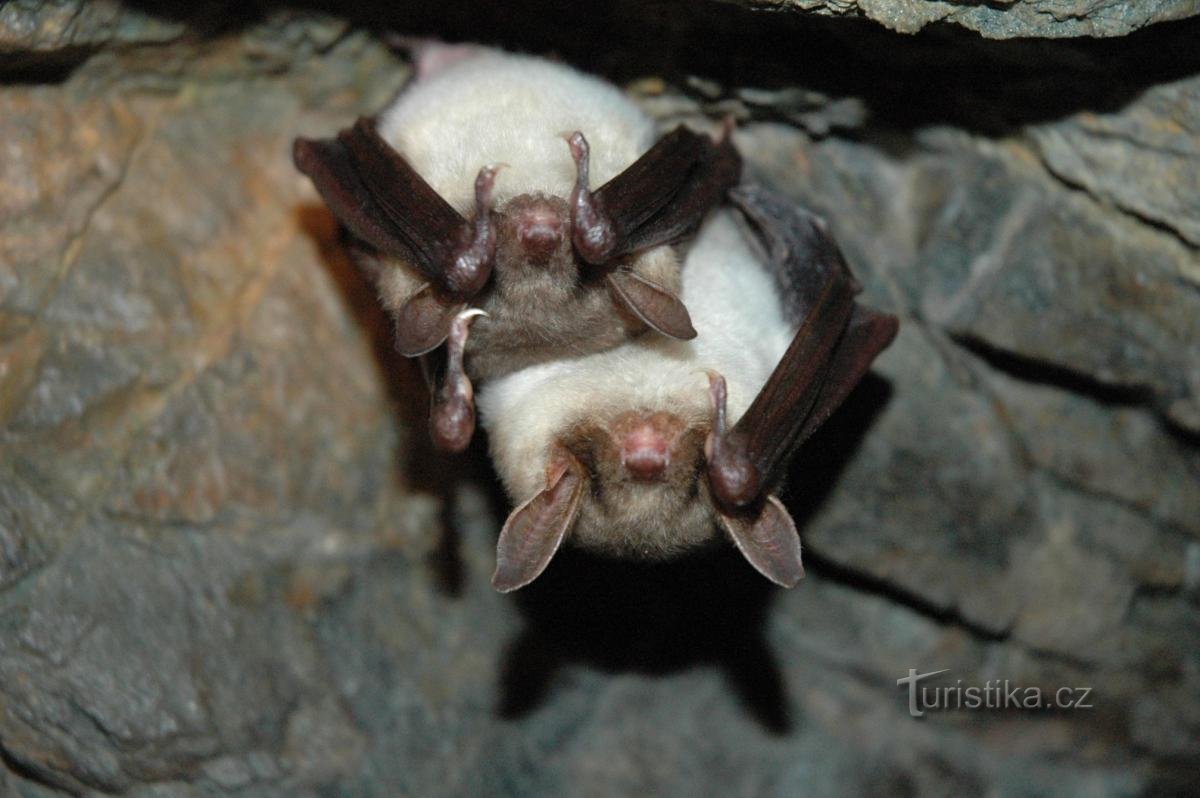 冬眠中のコウモリ (Myotis myotis)