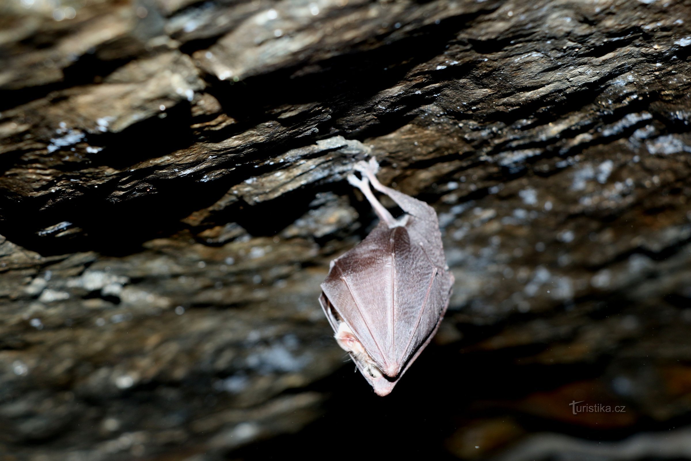 Hornbill mic care ierna (Rhinolophus hipposideros)