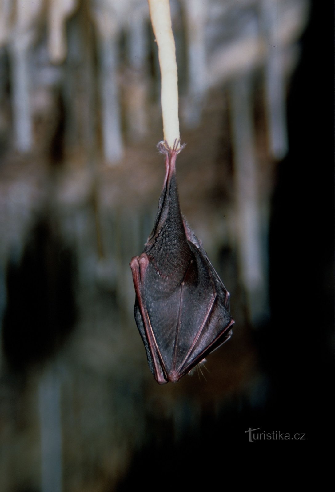 övervintrande liten näshornsfågel (Rhinolophus hipposideros)