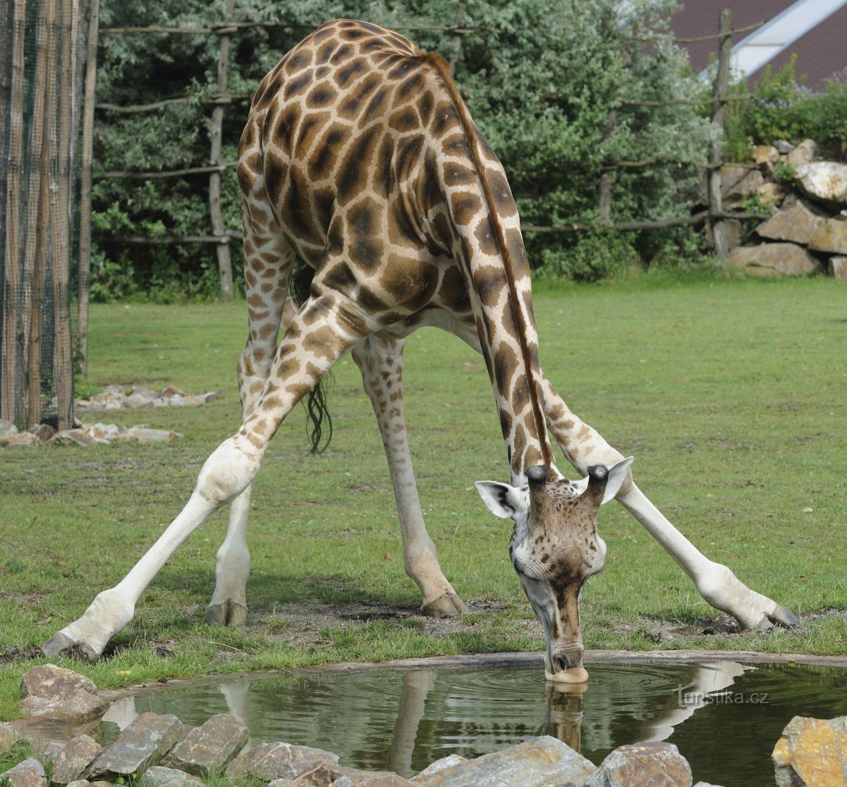 Žirafa Rothschildova (Giraffa camelopardalis rothschildi)