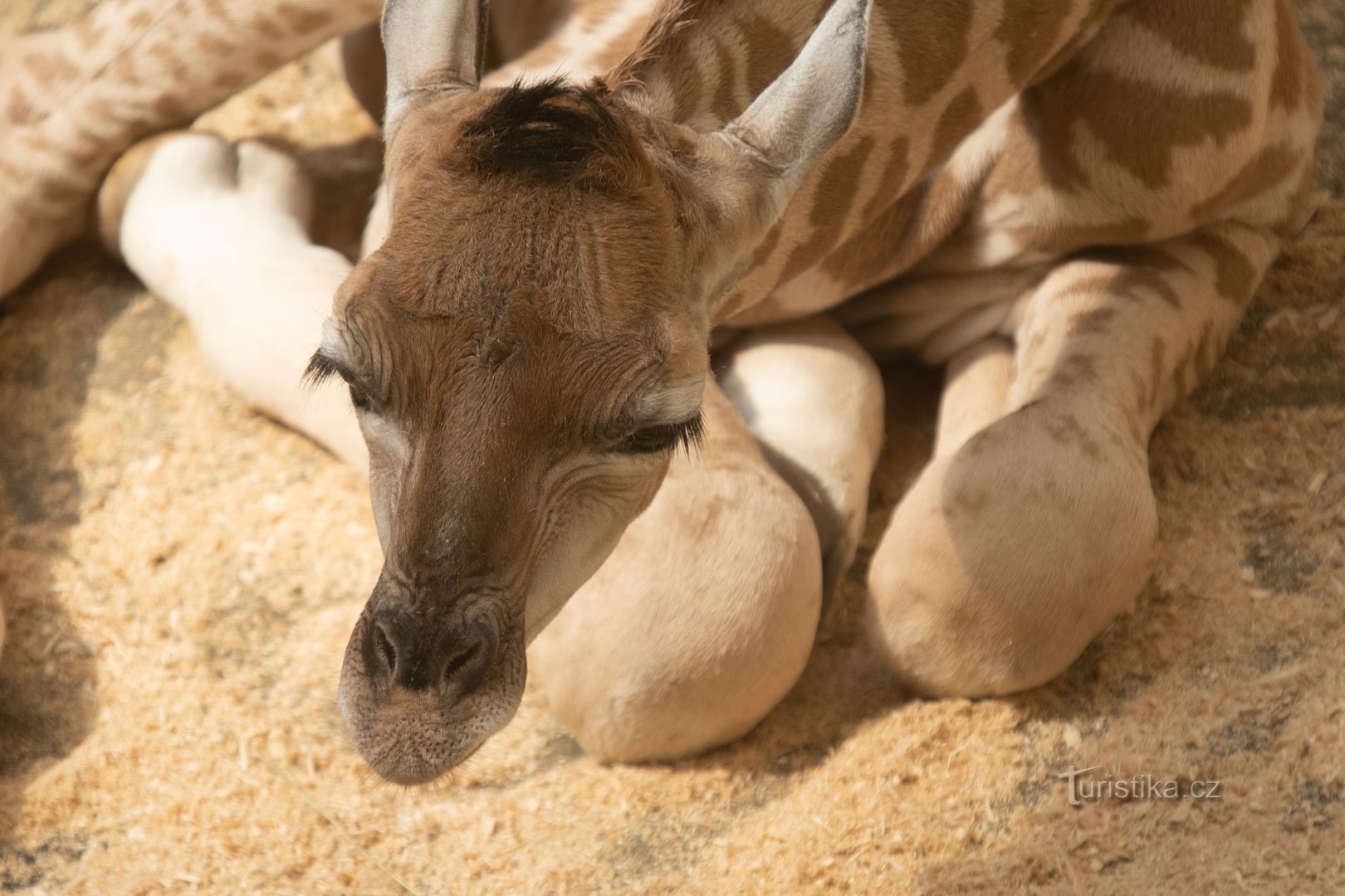 Rothschild's Žirafa Zoo Liberec