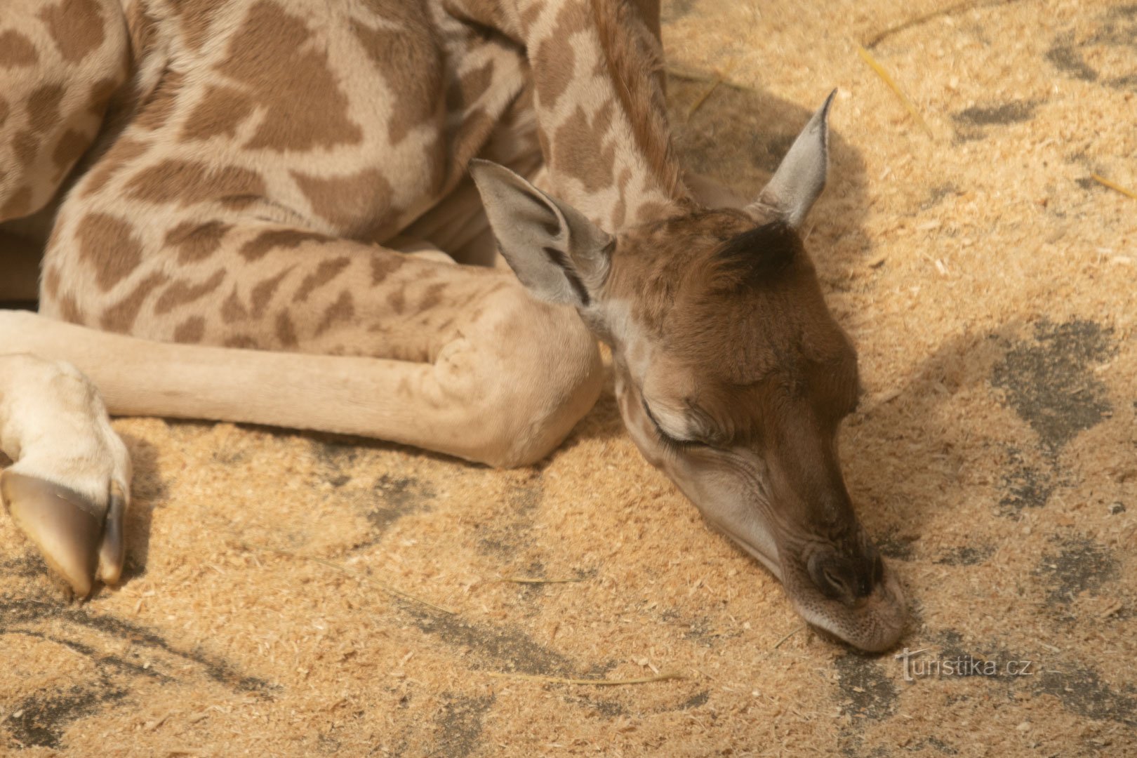 Girafe de Rothschild Zoo de Liberec