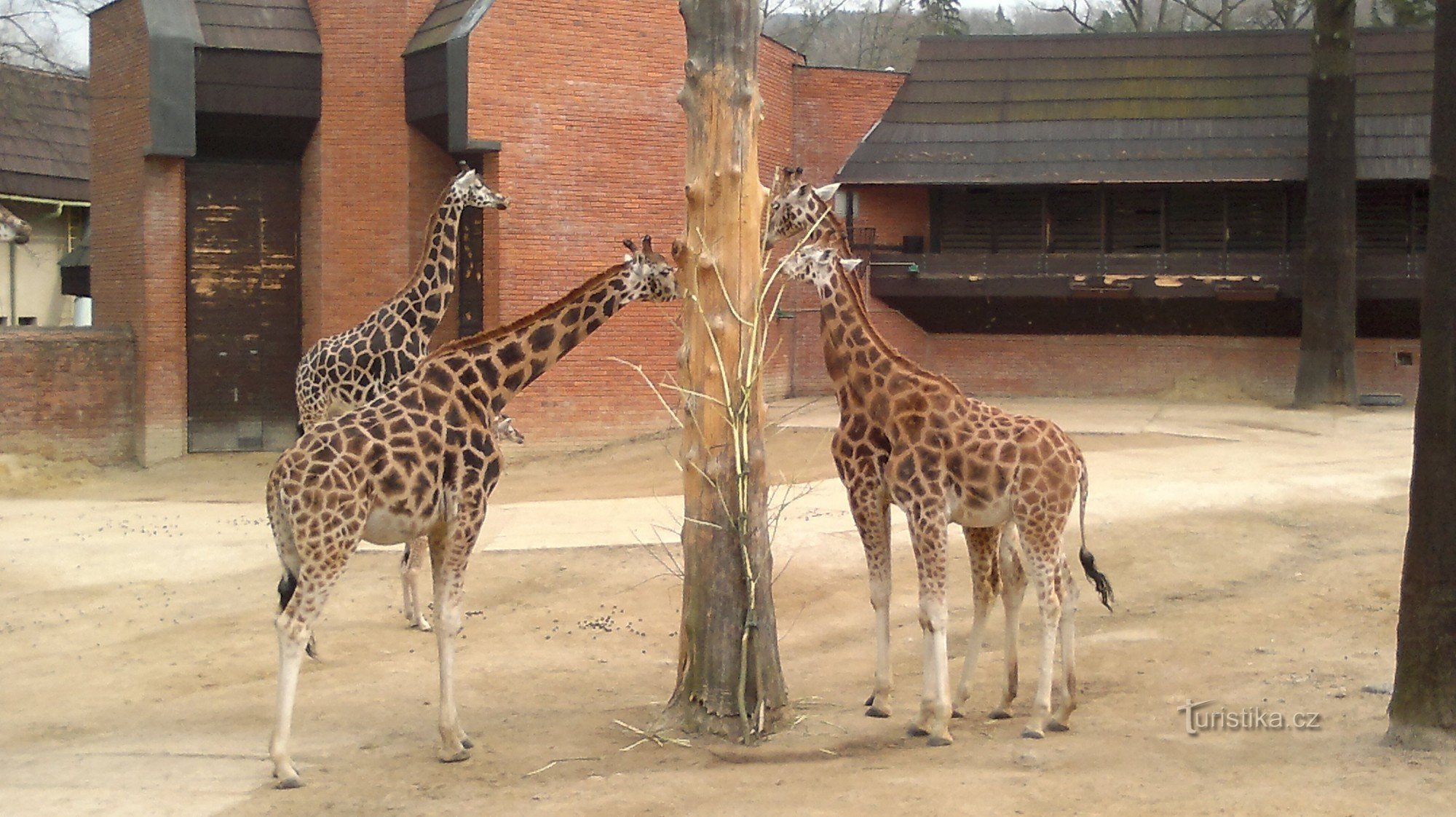 Giraf van de dierentuin van Liberec