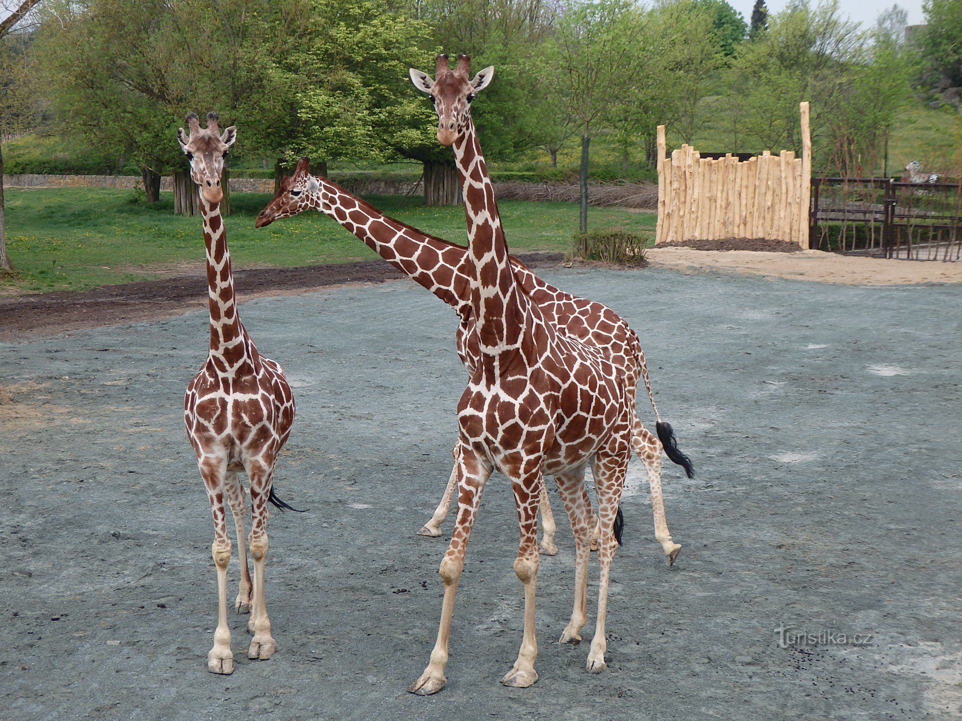 The giraffes are back!