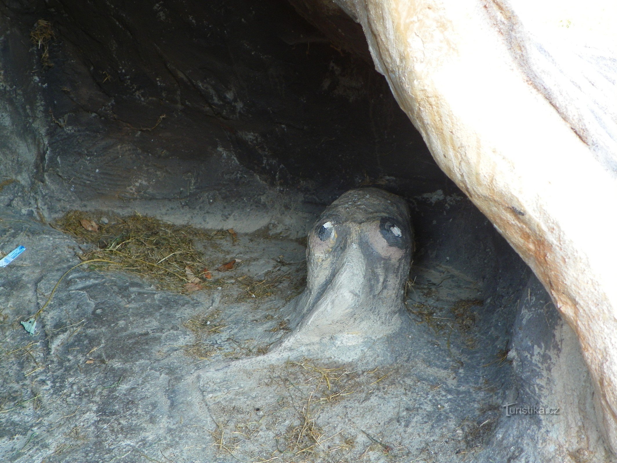 Life in the hollow of a tree