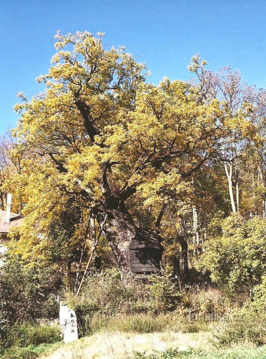 Stejarul lui Žižka