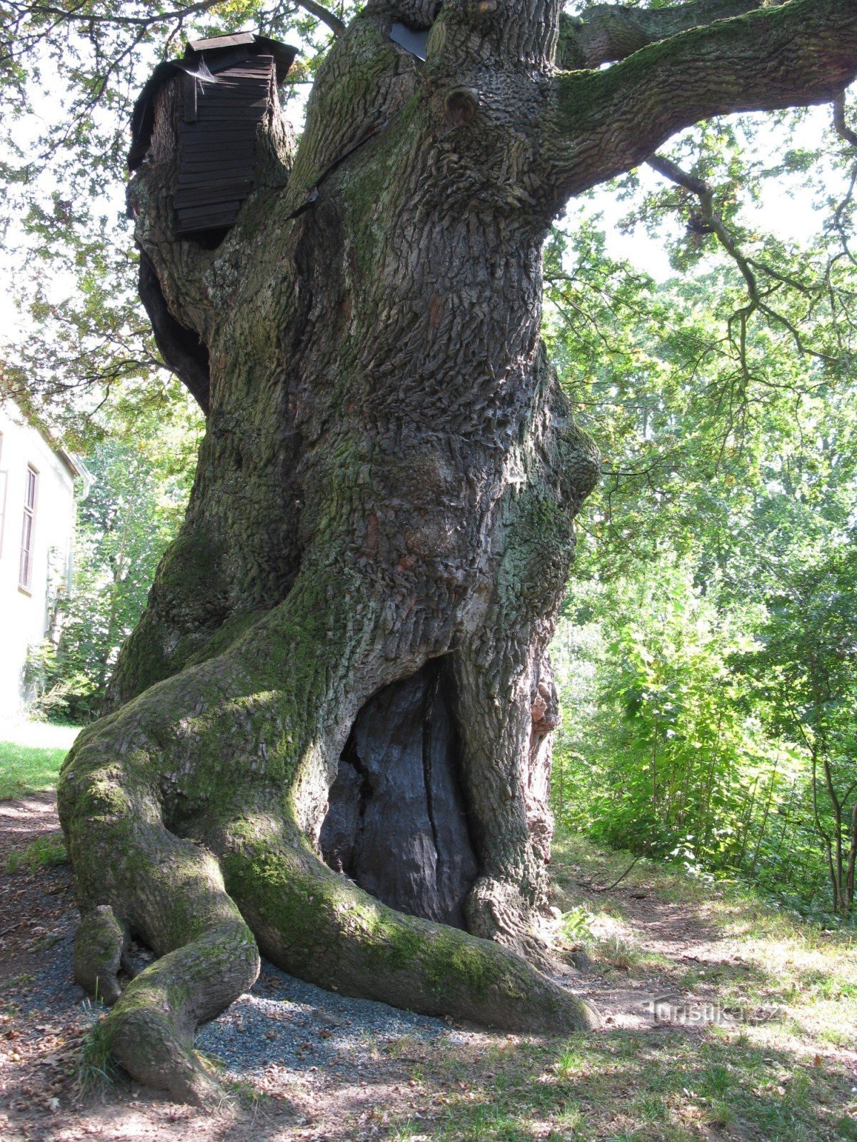 ižka's Oak