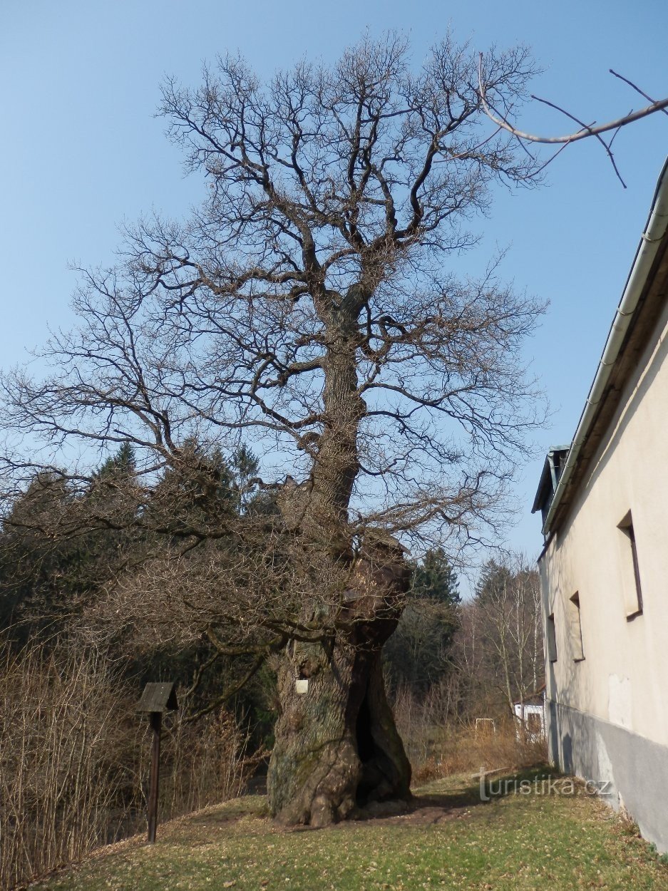 Stejarul lui Žižka