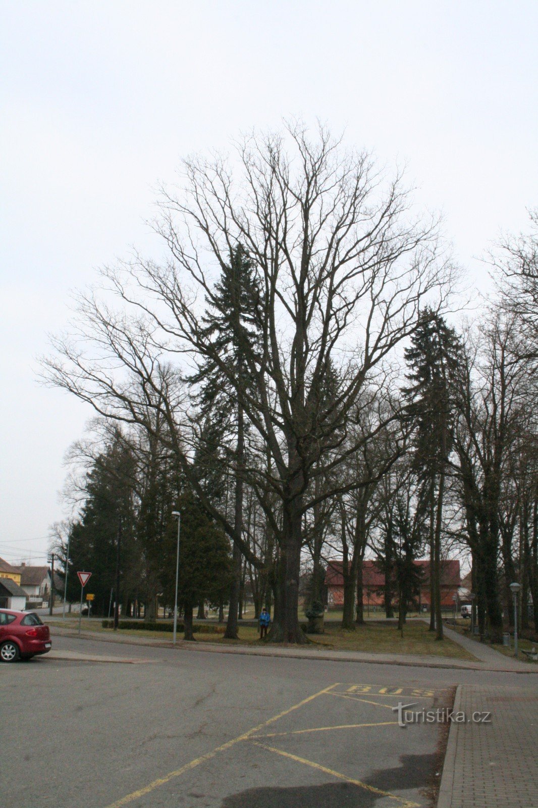 Stejarul lui Žižk din Bělč