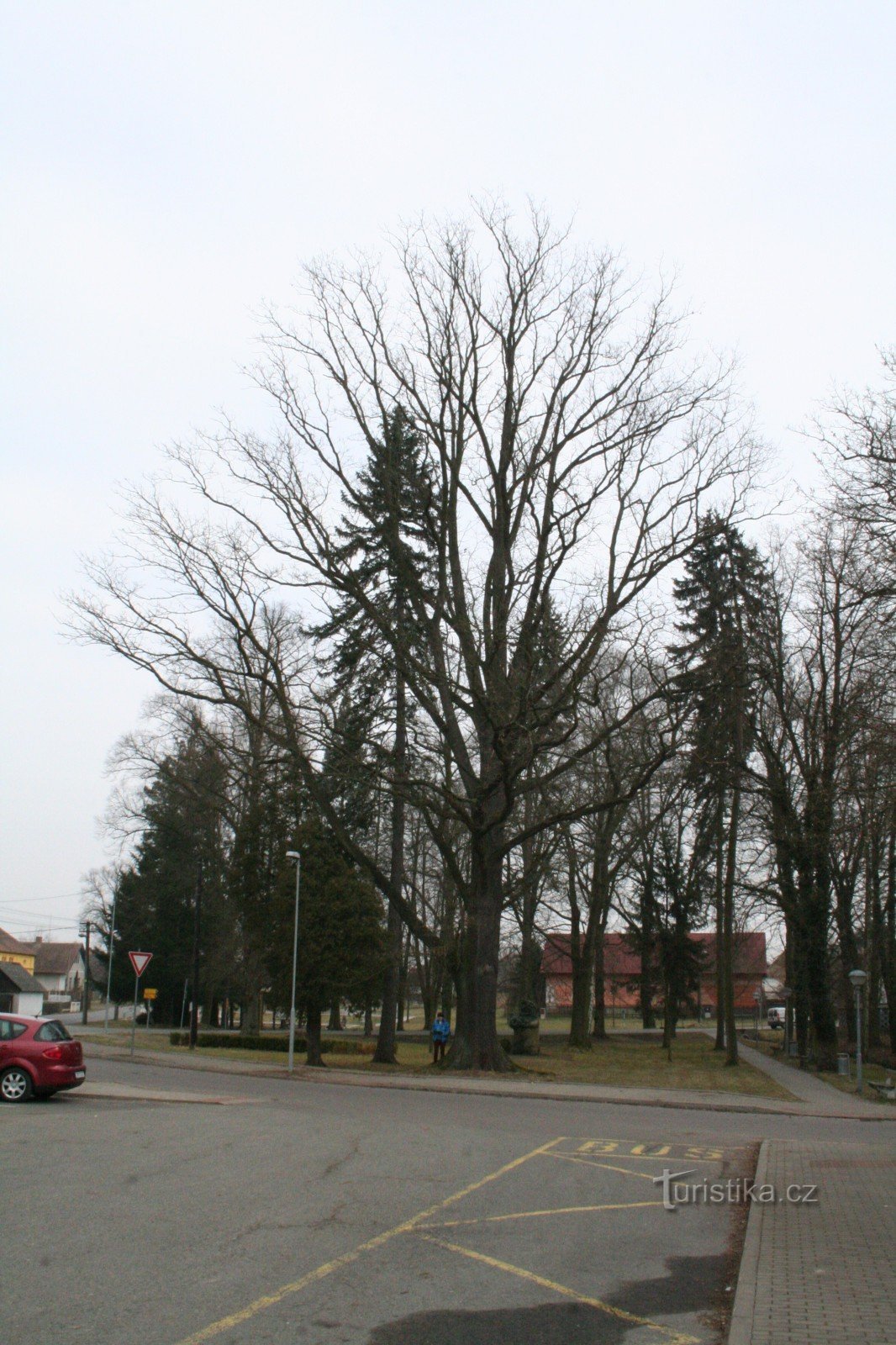 Žižkov hrast u Bělču