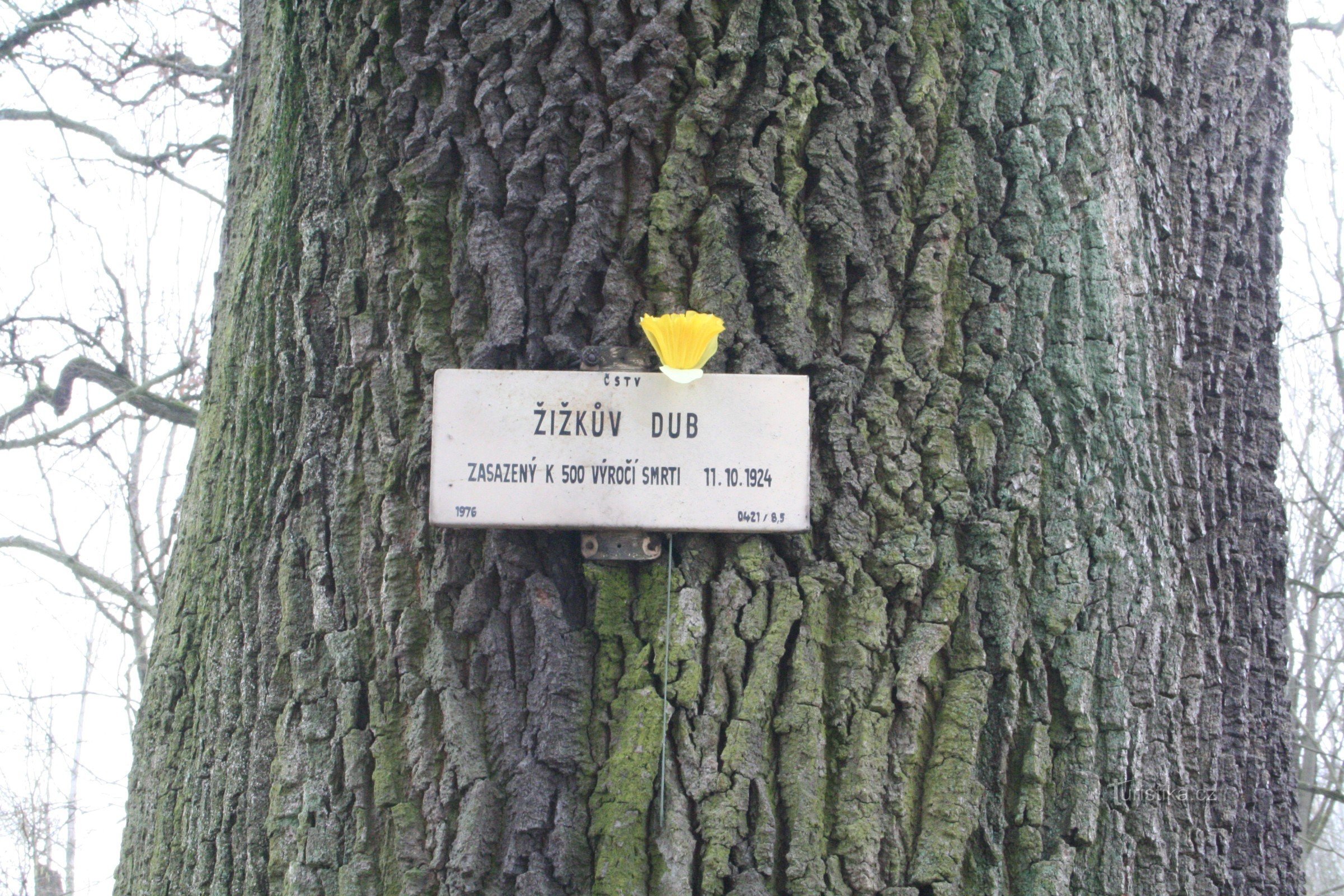 Žižk's Oak ở Bělč