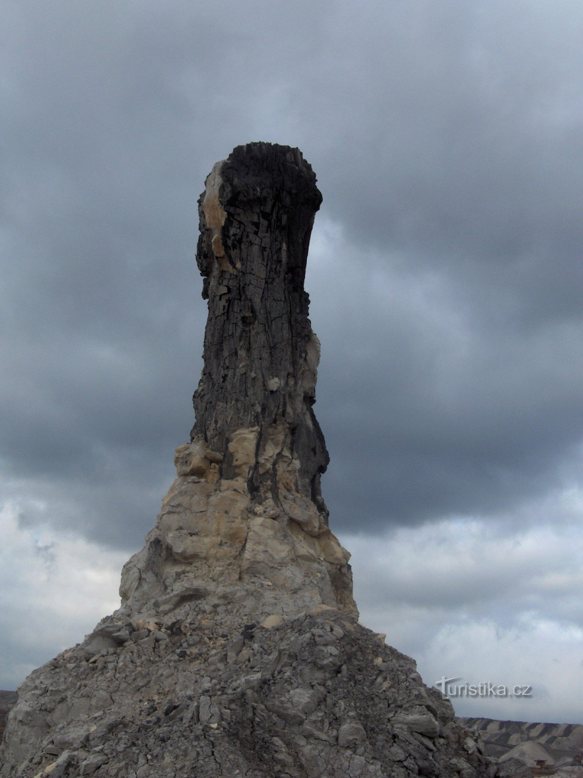 árbol petrificado