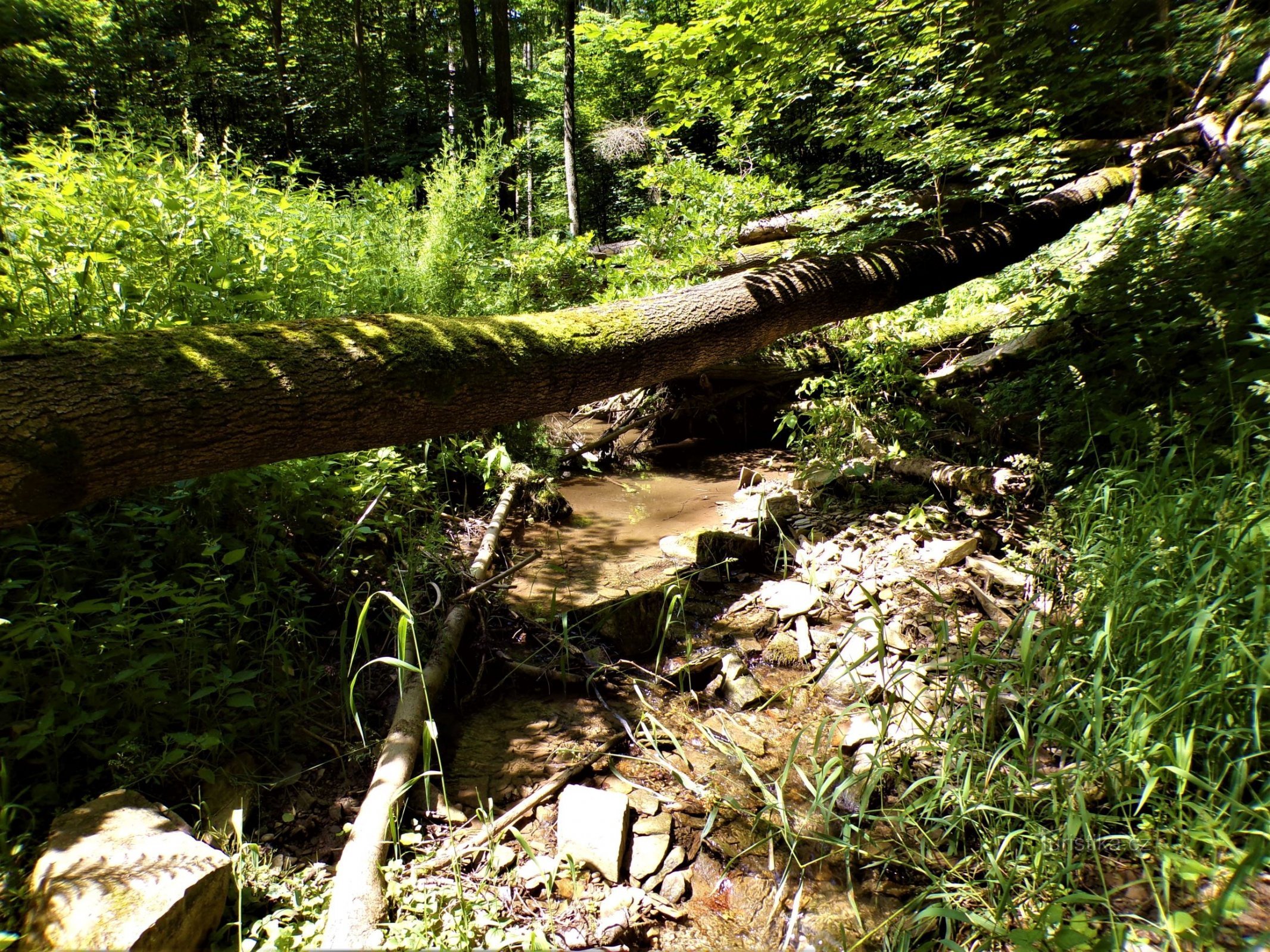 Gebroken of diepe stroom (Slatina nad Úpou, 28.6.2021/XNUMX/XNUMX)