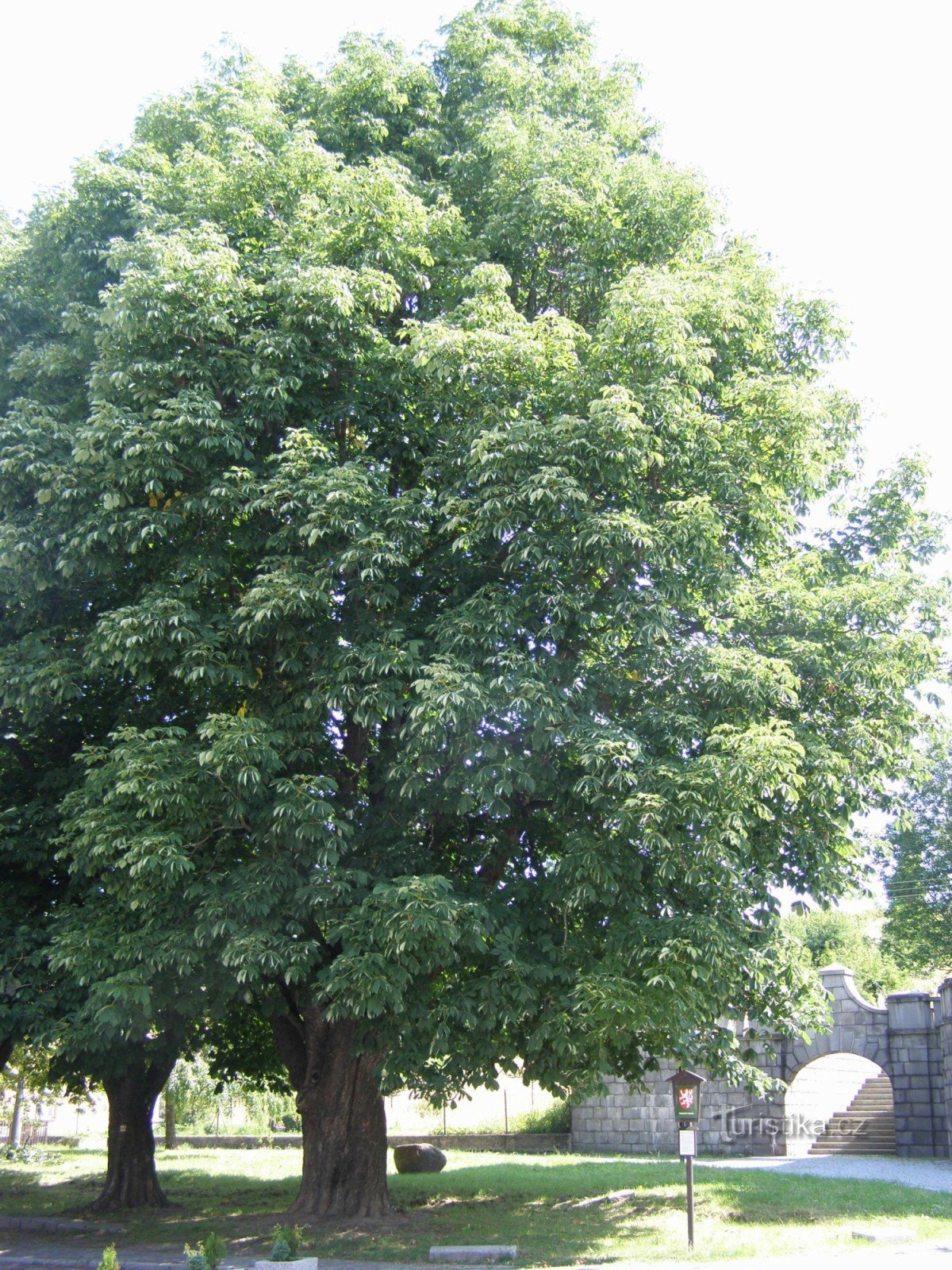 Zlaté Hory - chestnut trees near the Church of the Assumption of the Virgin Mary
