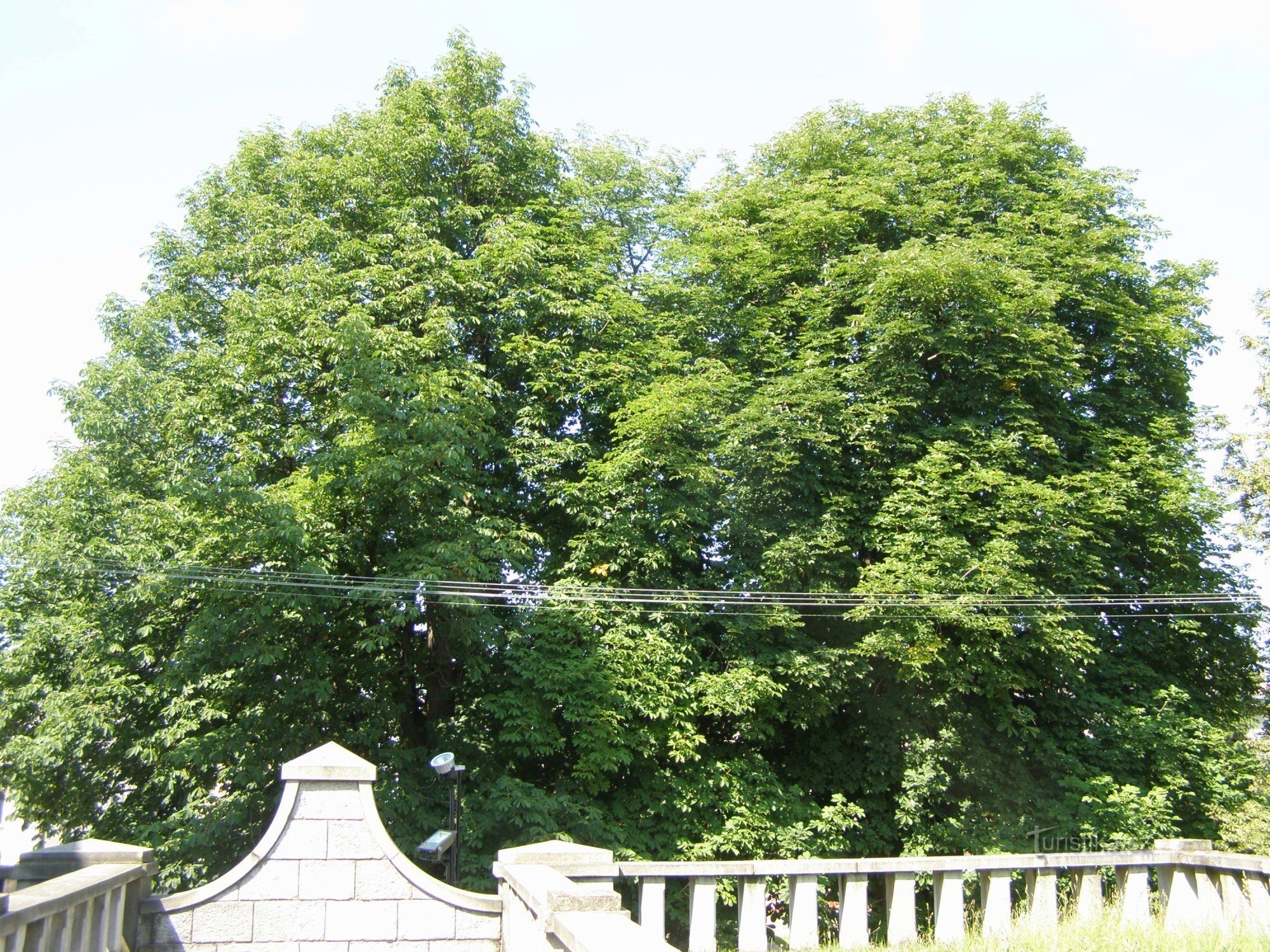 Zlaté Hory - Kastanienbäume in der Nähe der Kirche Mariä Himmelfahrt